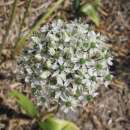 Zierlauch Mount Everest - Allium - 3 Zwiebeln