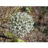Zierlauch Mount Everest - Allium - 3 Zwiebeln