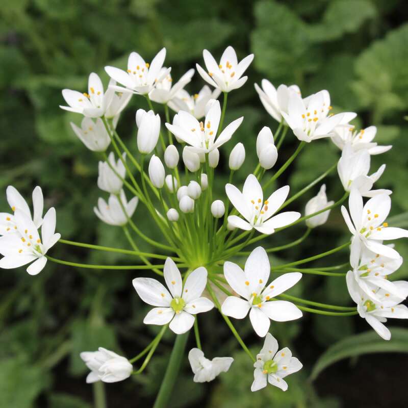 Zierlauch - Allium Neapolitanum - 10 Zwiebeln