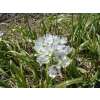 Zierlauch - Allium Neapolitanum - 10 Zwiebeln