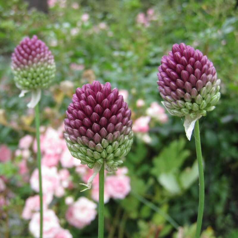 Zierlauch - Allium sphaerocephalon - 10 Zwiebeln