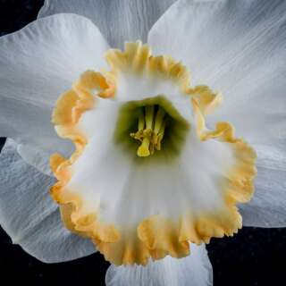 Osterglocken Accent - Narcissus - 10 Zwiebeln