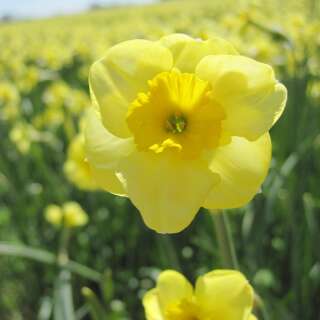 Jonquille Narzissen Sundisc - Narcissus - 10 Zwiebeln