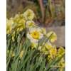 Jonquille Narzissen Sundisc - Narcissus - 10 Zwiebeln