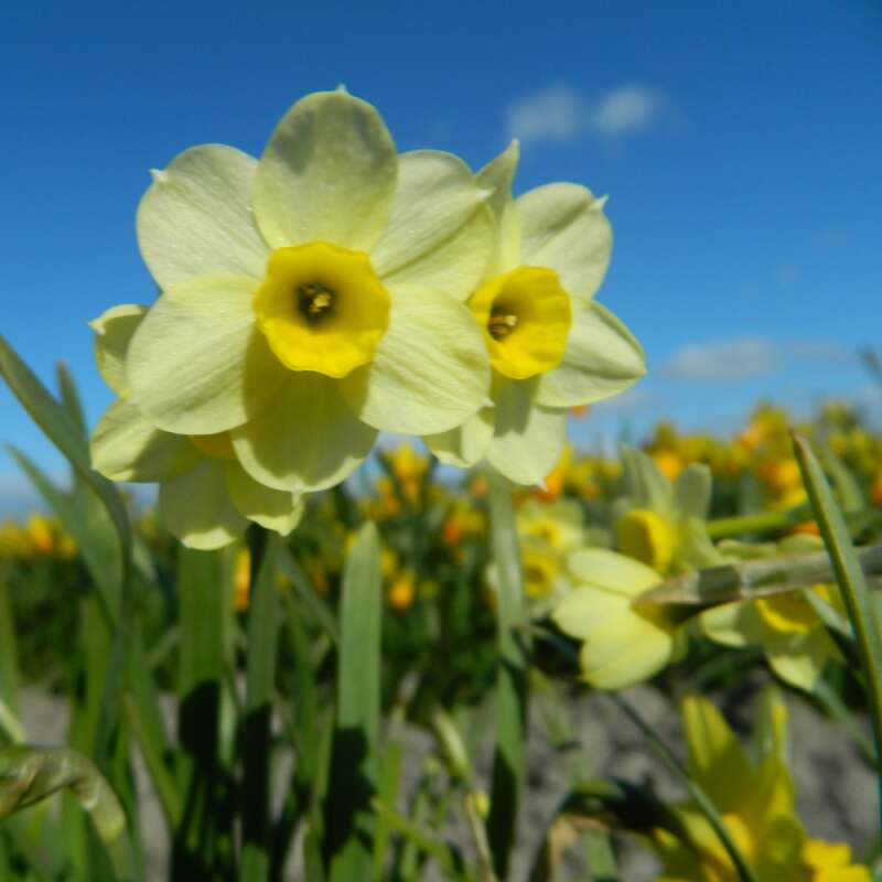 Tazetta Narzissen Minnow - Narcissus - 10 Zwiebeln