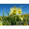 Tazetta Narzissen Minnow - Narcissus - 10 Zwiebeln