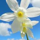 Triandrus Narzissen Thalia - Narcissus - 10 Zwiebeln