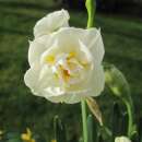 Gefüllte Narzissen Bridal Crown - Narcissus - 10...