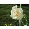 Gefüllte Narzissen Bridal Crown - Narcissus - 10 Zwiebeln