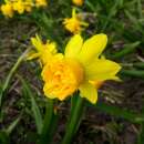 Gefüllte Narzissen Tete Rosette - Narcissus - 10 Zwiebeln