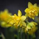 Gefüllte Narzissen Tete Rosette - Narcissus - 10 Zwiebeln