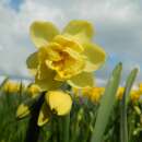 Gefüllte Narzissen Yellow Cheerfulness - Narcissus -...