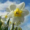 Spaltkronen-Narzissen Papillon Blanc - Narcissus - 10...