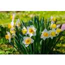 Spaltkronen-Narzissen Papillon Blanc - Narcissus - 10...