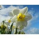 Spaltkronen-Narzissen Papillon Blanc - Narcissus - 10 Zwiebeln
