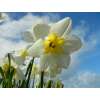 Spaltkronen-Narzissen Papillon Blanc - Narcissus - 10 Zwiebeln