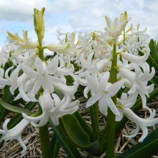 Hyazinthen White Pearl - Hyacinthus - 3 Knollen