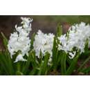 Hyazinthen White Pearl - Hyacinthus - 3 Knollen