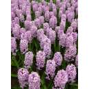 Hyazinthen Splendid Cornelia - Hyacinthus - 3 Knollen