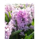 Hyazinthen Splendid Cornelia - Hyacinthus - 3 Knollen