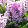 Hyazinthen Splendid Cornelia - Hyacinthus - 3 Knollen