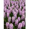 Hyazinthen Splendid Cornelia - Hyacinthus - 3 Knollen