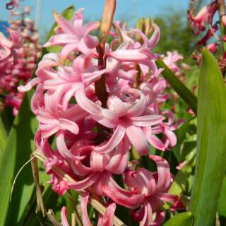 Hyazinthen Pink Pearl - Hyacinthus - 3 Knollen