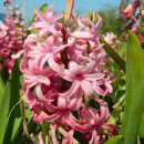 Hyazinthen Pink Pearl - Hyacinthus - 5 Knollen