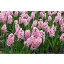 Hyazinthen Pink Pearl - Hyacinthus - 5 Knollen