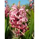 Hyazinthen Pink Pearl - Hyacinthus - 3 Knollen