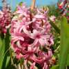 Hyazinthen Pink Pearl - Hyacinthus - 3 Knollen