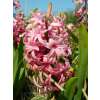 Hyazinthen Pink Pearl - Hyacinthus - 3 Knollen