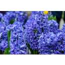 Hyazinthen Delft Blue - Hyacinthus - 5 Knollen