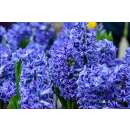 Hyazinthen Delft Blue - Hyacinthus - 3 Knollen