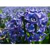Hyazinthen Delft Blue - Hyacinthus - 3 Knollen
