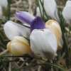 Krokus Mischung - Crocus species - 10 Knollen