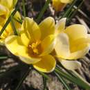 Krokus Romance - Crocus chrysanthus - 10 Knollen