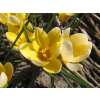 Krokus Romance - Crocus chrysanthus - 10 Knollen