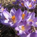 Krokus Barrs Purple - Crocus tommasinianus - 10 Knollen