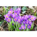 Krokus Barrs Purple - Crocus tommasinianus - 10 Knollen