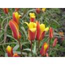 Wildtulpe - Chrysantha - Tulipa clusiana var.  - 10 Zwiebeln