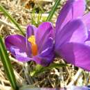 Krokus Flower Record - Crocus vernus - 10 Knollen