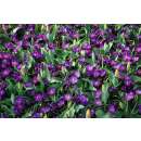 Krokus Flower Record - Crocus vernus - 10 Knollen