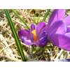 Krokus Flower Record - Crocus vernus - 10 Knollen