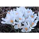 Krokus Jeanne dArc - Crocus vernus - 10 Knollen