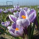 Krokus King of the Striped - Crocus vernus - 10 Knollen