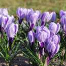 Krokus King of the Striped - Crocus vernus - 10 Knollen