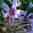 Krokus Safran - Crocus sativus - 10 Knollen