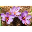 Krokus Safran - Crocus sativus - 10 Knollen