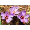 Krokus Safran - Crocus sativus - 10 Knollen